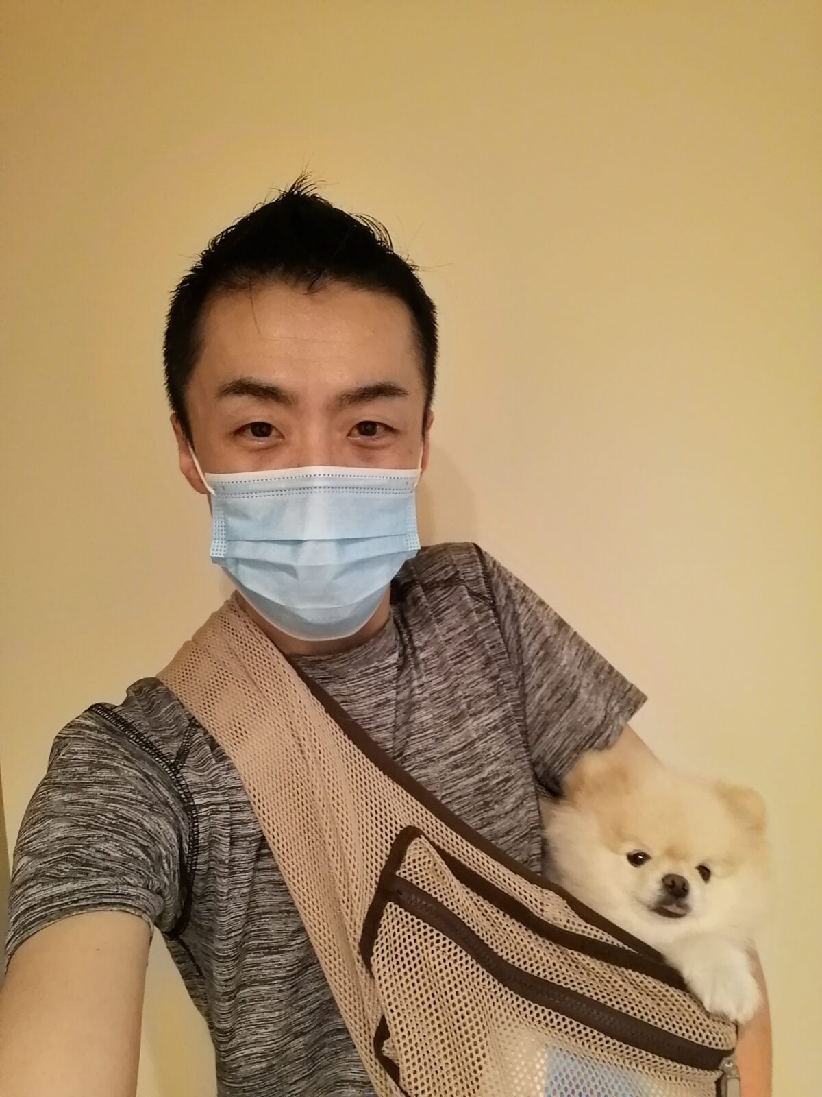 新宿区 リピーター様 ポメラニアンくん お世話報告