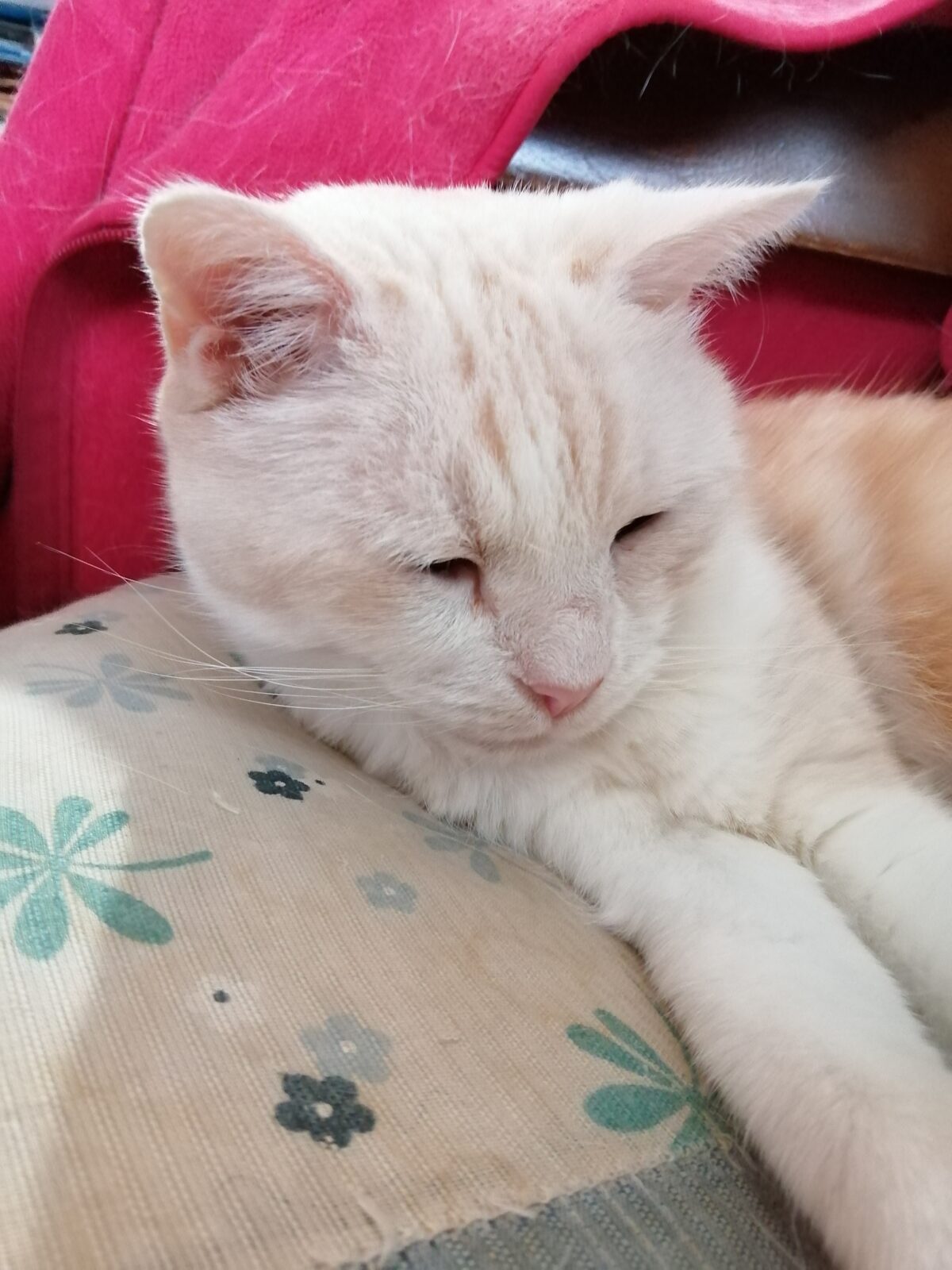 中野区 立ち耳スコティッシュフォールドくん 初回訪問&お世話報告