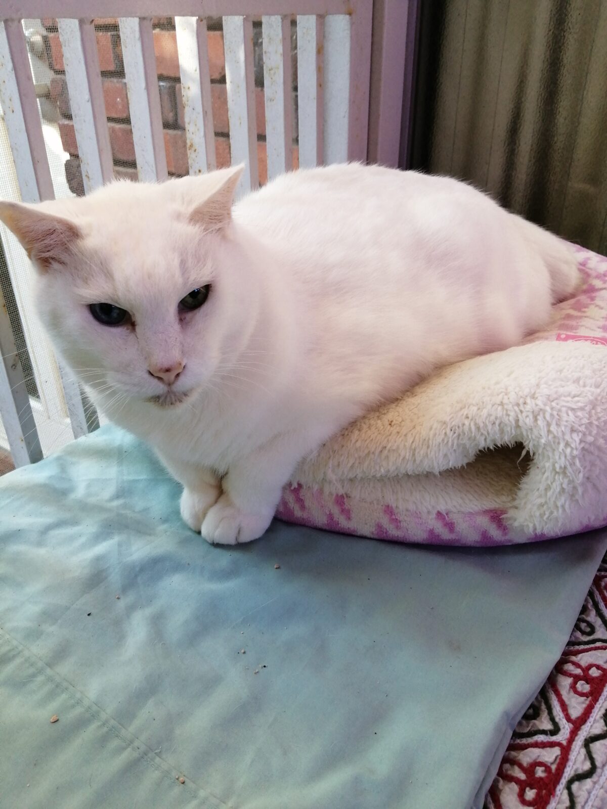 中野区 初回訪問 17才のおじいちゃまニャンコくん