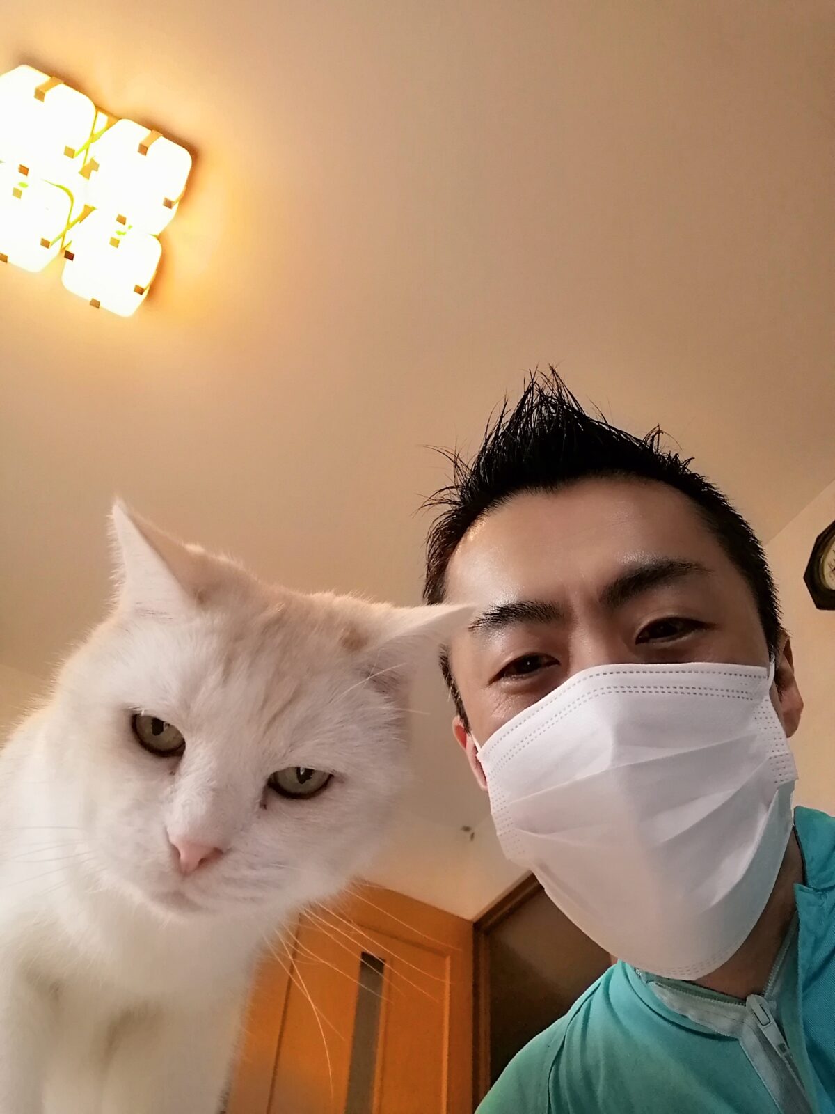 中野区 リピーター様 立ち耳スコティッシュくん お世話報告