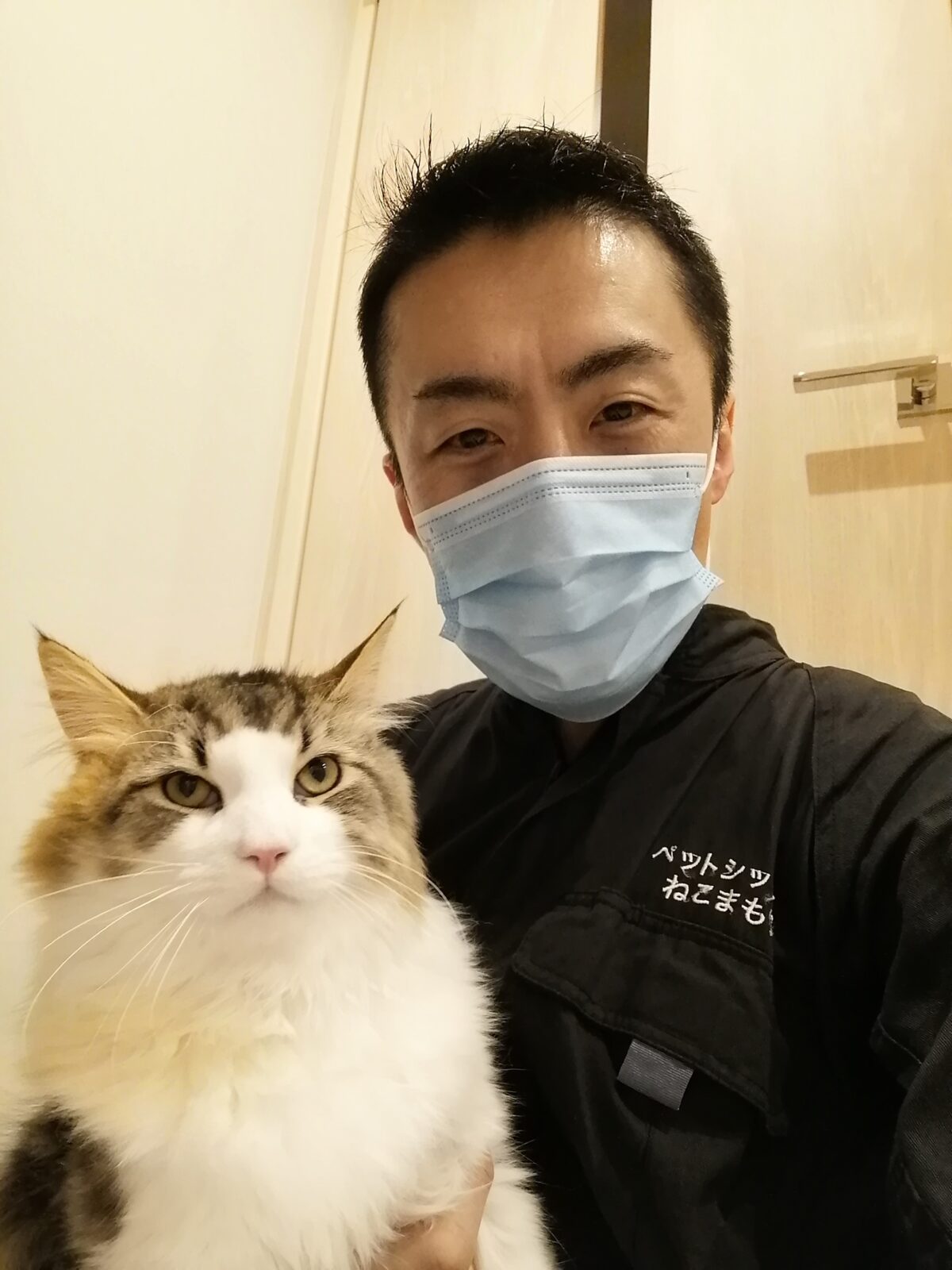 新宿区 ノルウェージャンフォレストキャットくん 初回訪問&お世話報告