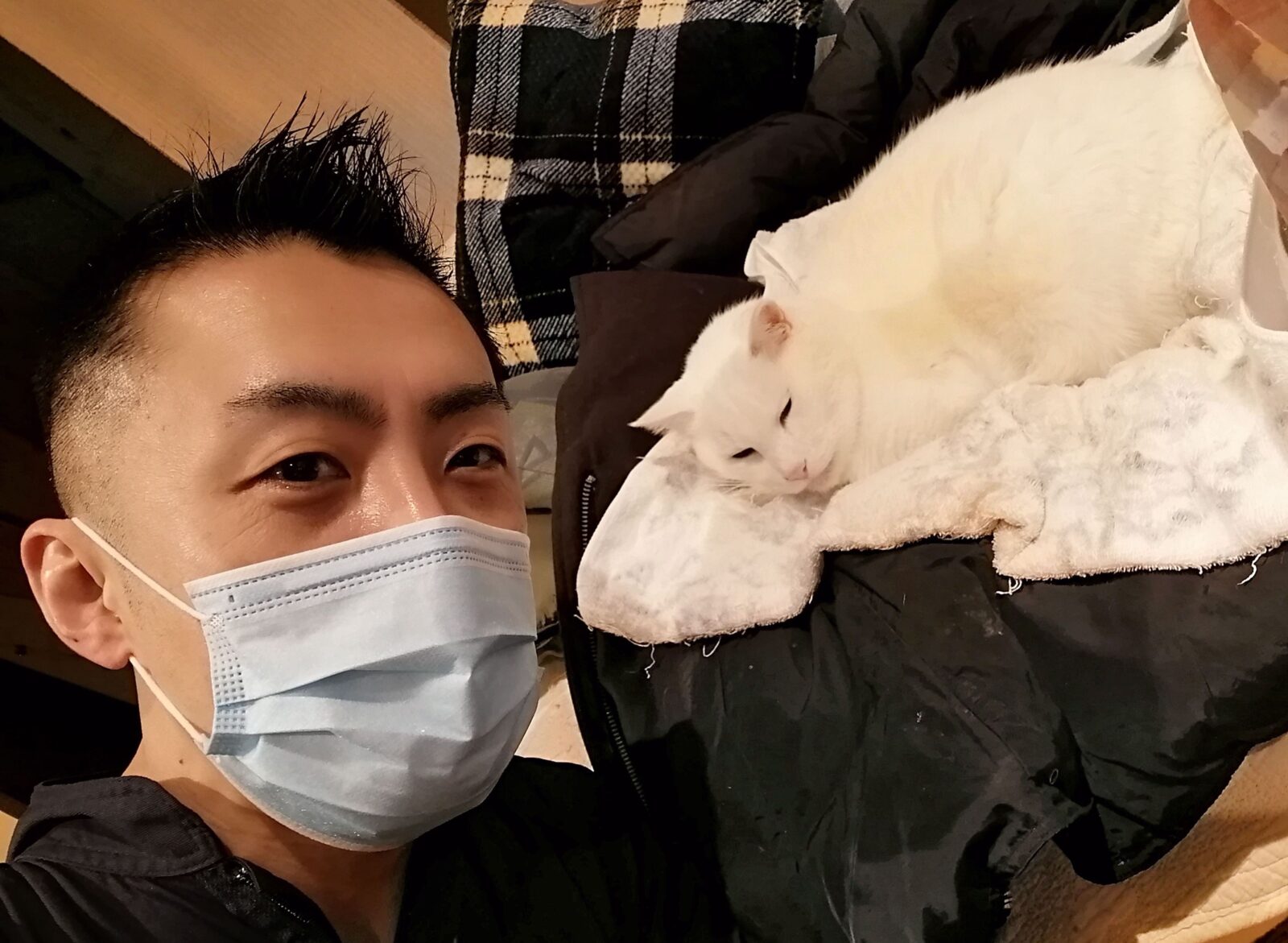 中野区 オッドアイニャンコくん&茶白くん お世話報告