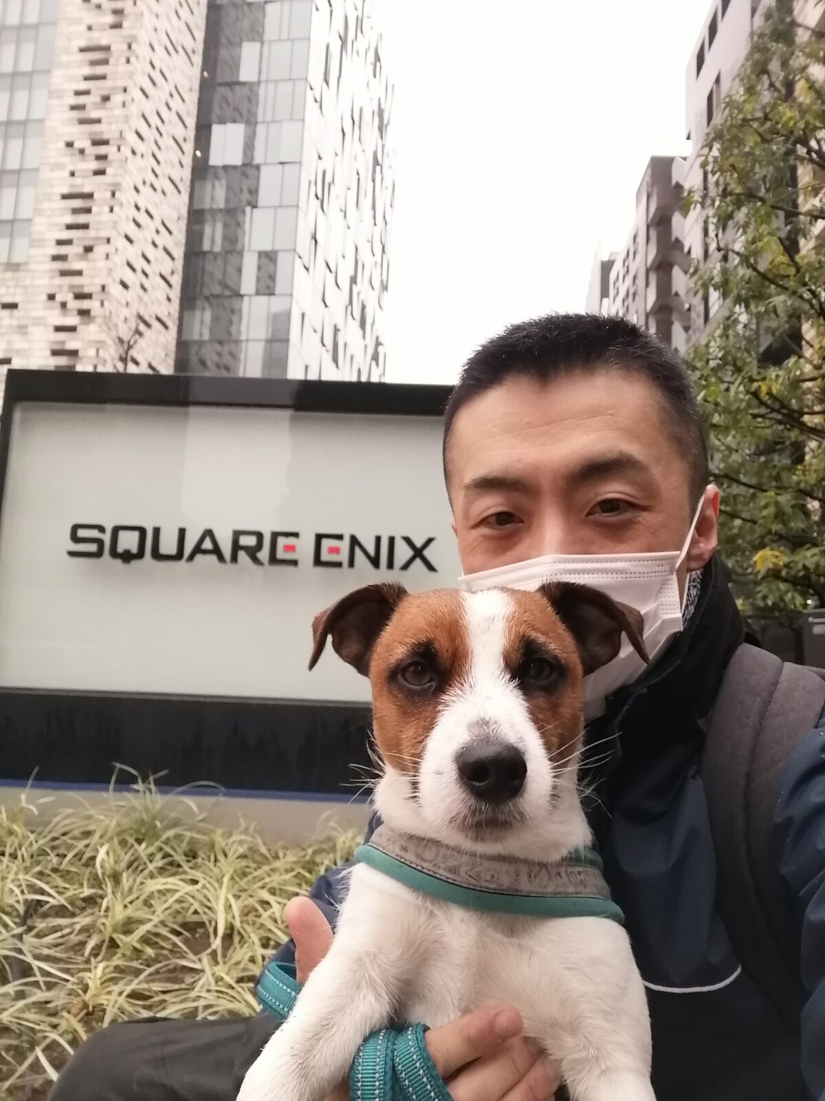 新宿区 ご新規様 ジャックラッセルテリアくん お散歩代行コース