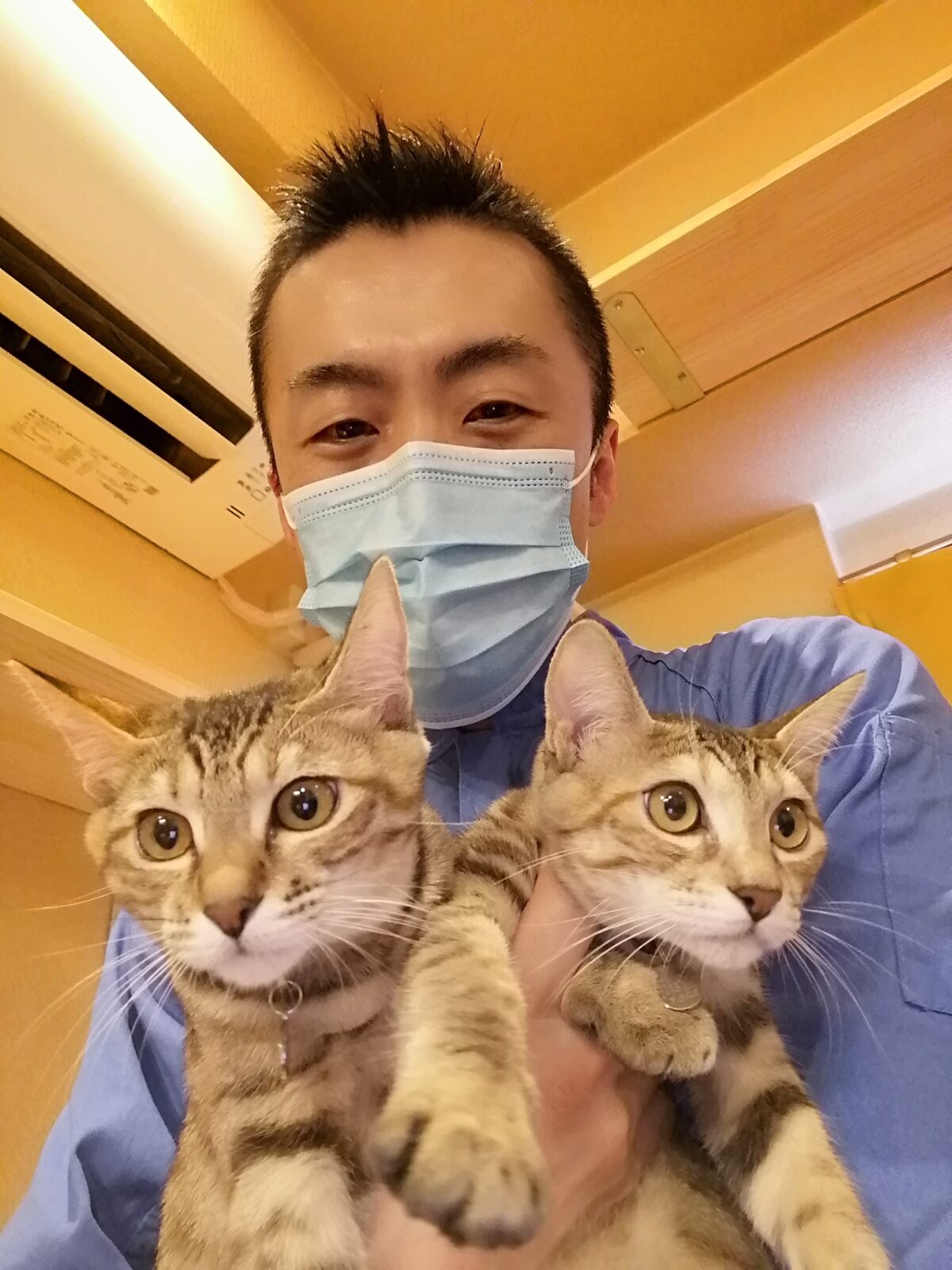 中野区 お得意様 双子トラシマニャンちゃん お世話報告