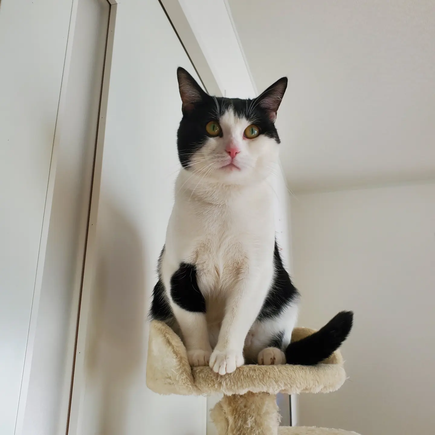 いわき市　レオンくんとシンバくんのお世話