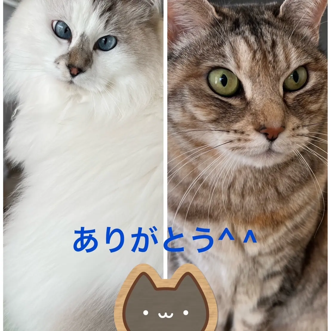 いわき市　猫2匹のお世話　その2