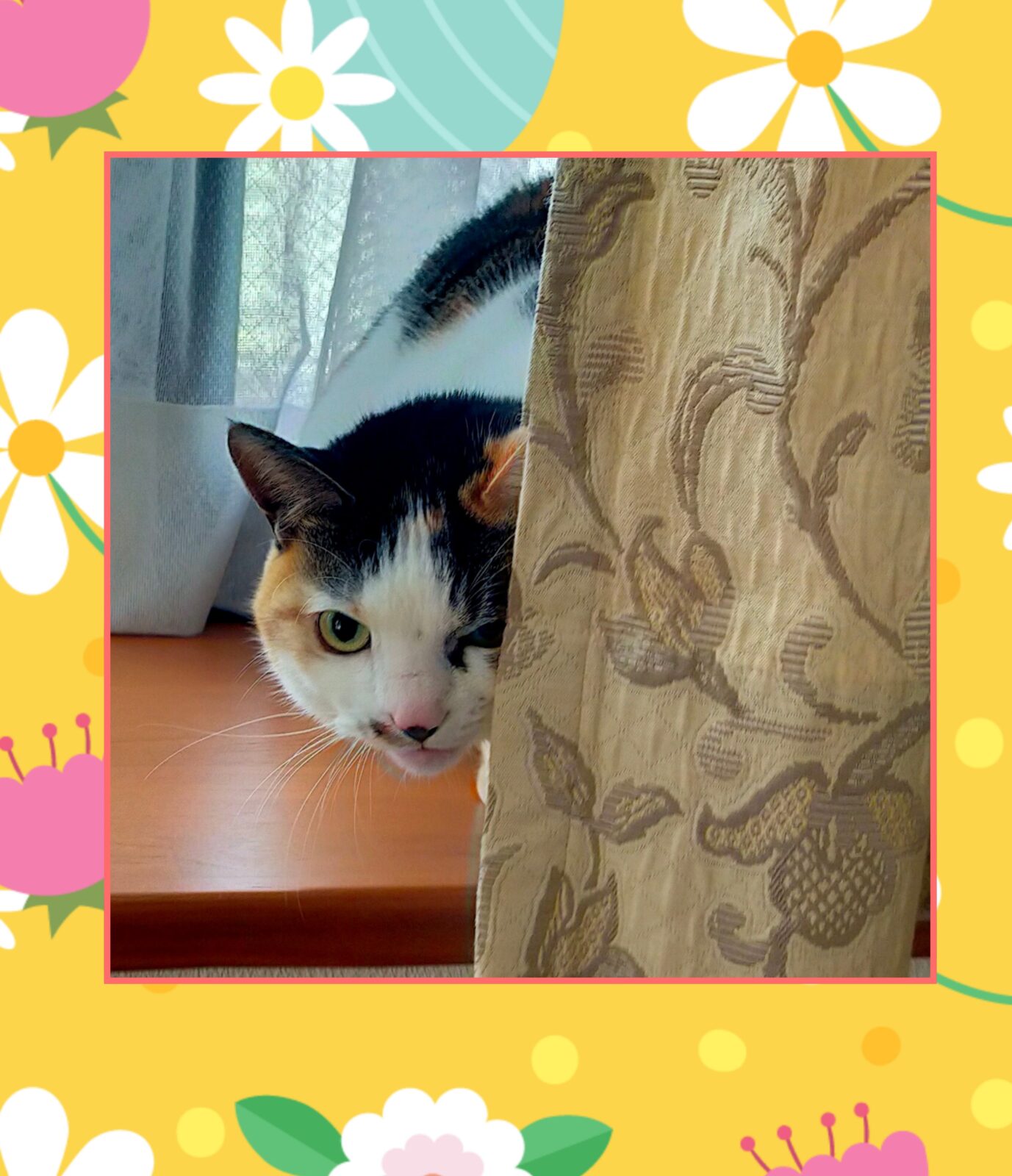 金沢区の猫ちゃんのお世話