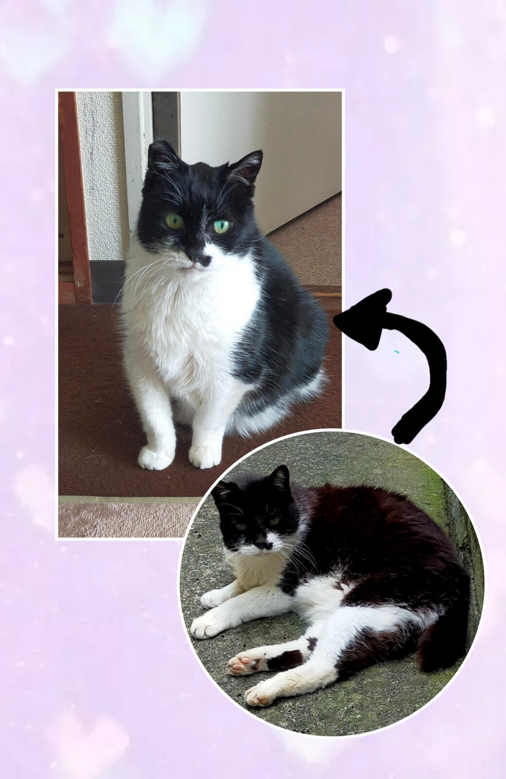 2.22 うちの猫の日