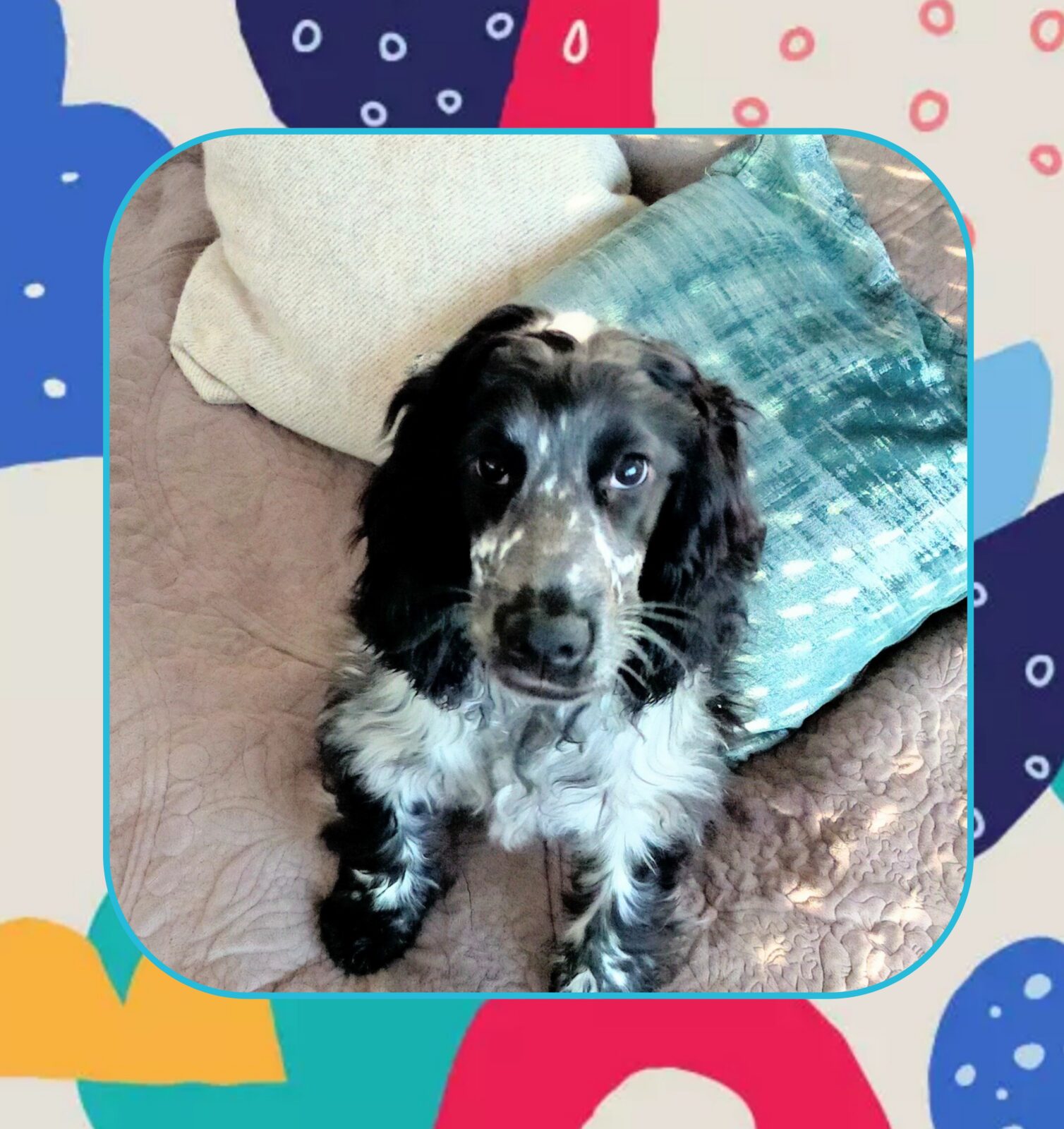 金沢区のイングリッシュコッカースパニエルの女の子のお世話