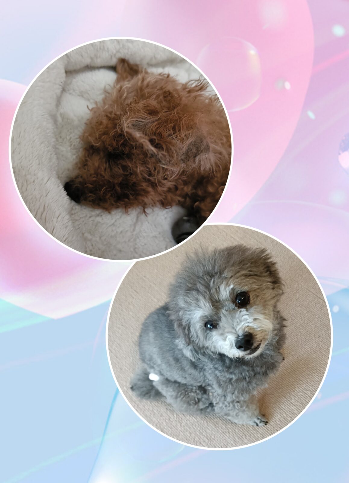 トイプードルのきょうだい