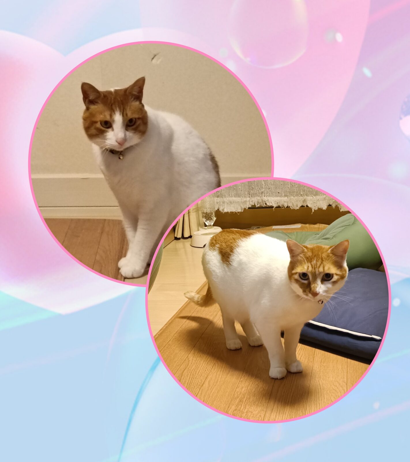 横須賀の猫ちゃんのきょうだい