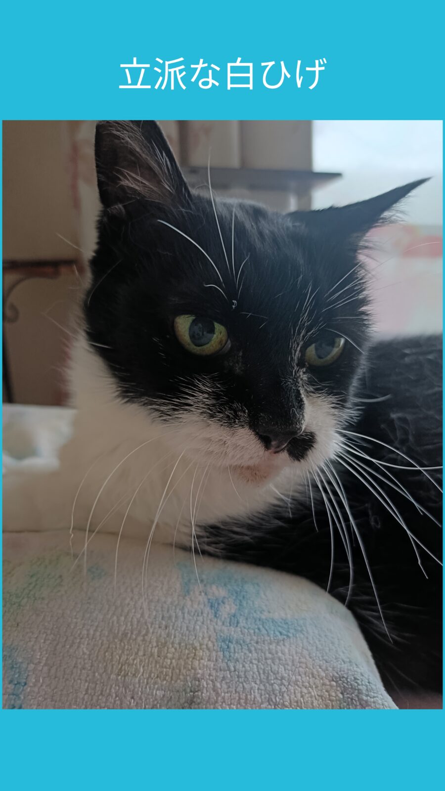 おうちの子になって１年✨️