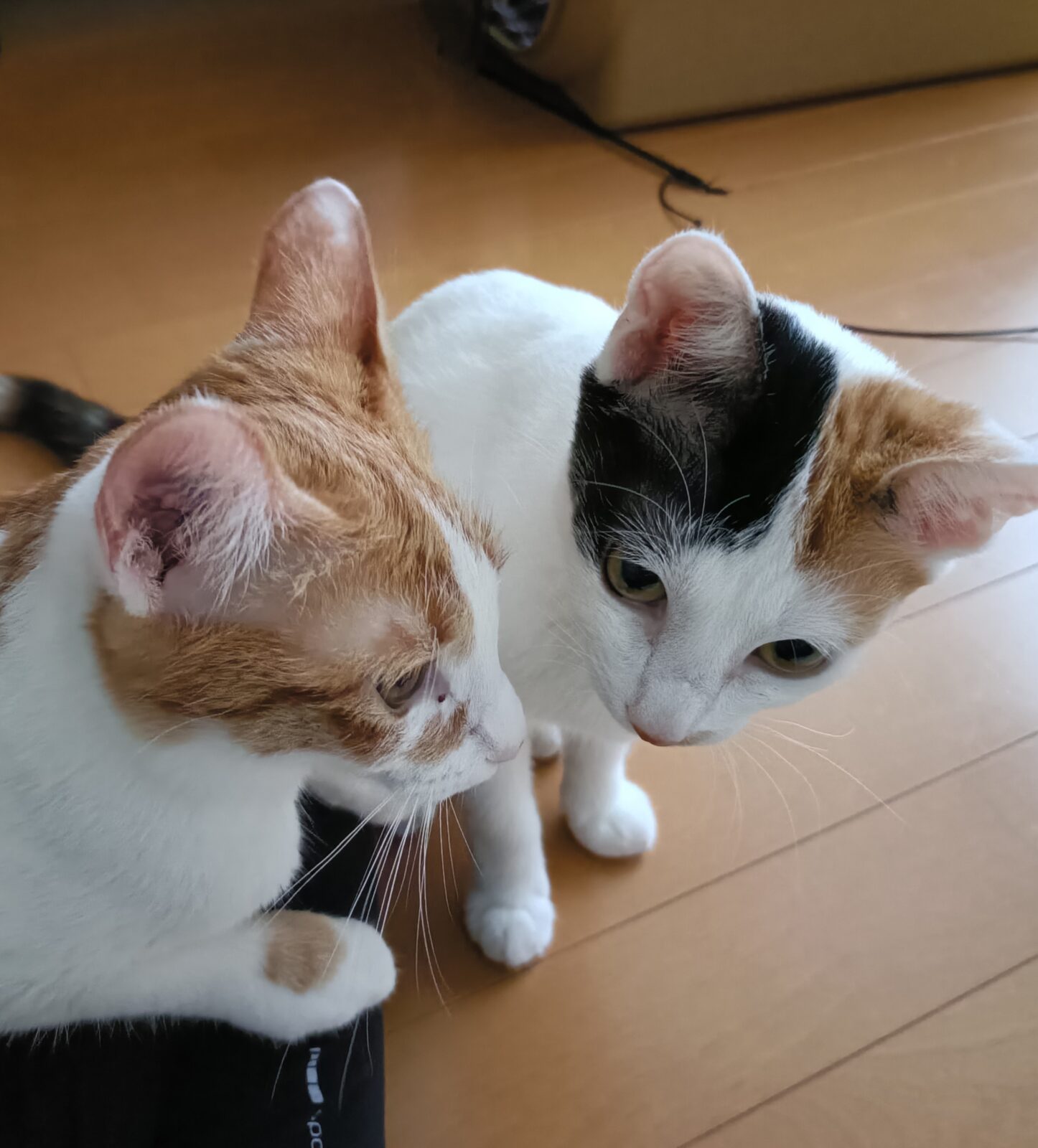 金沢区のプリティおチビな姉妹猫ちゃん