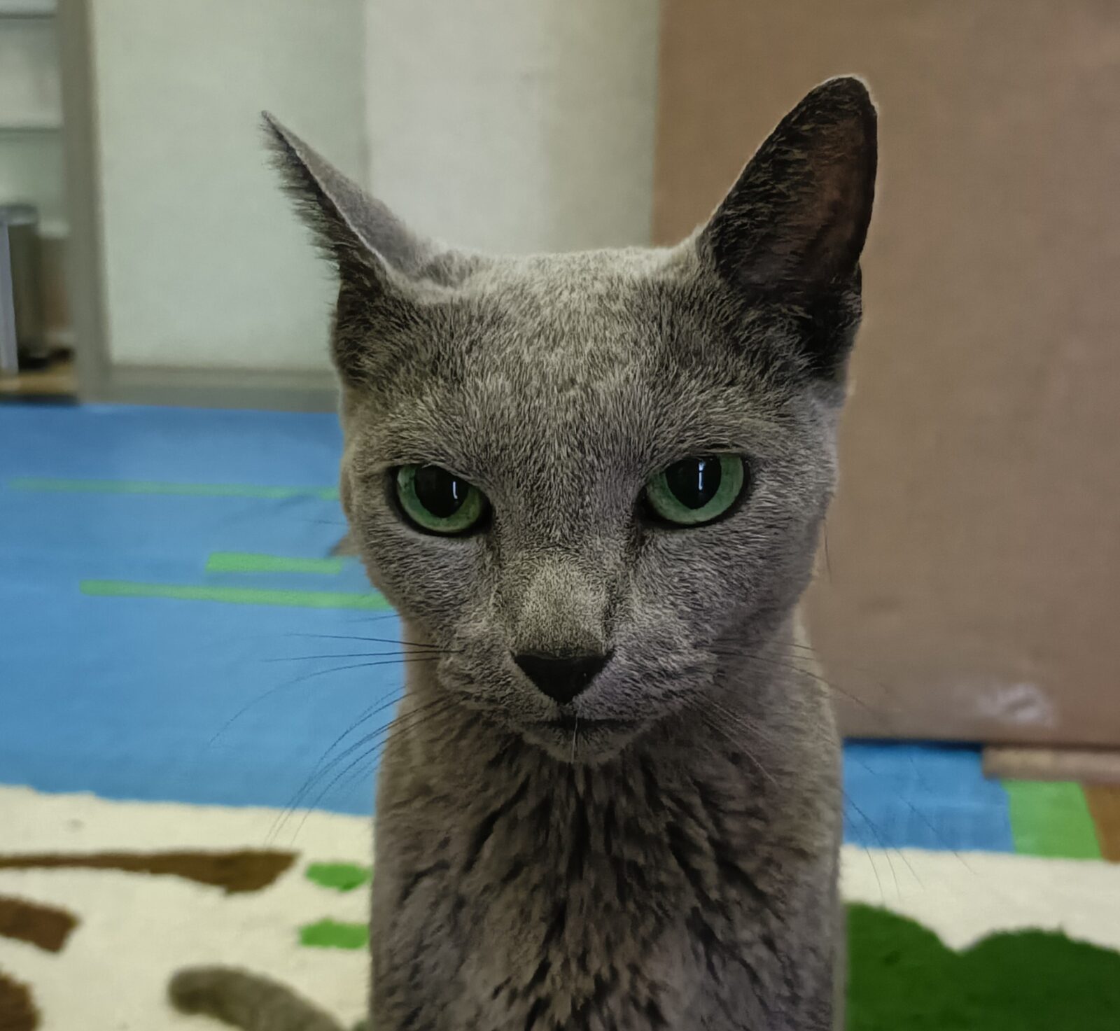 栄区のロシアンブルー やさしい男の子