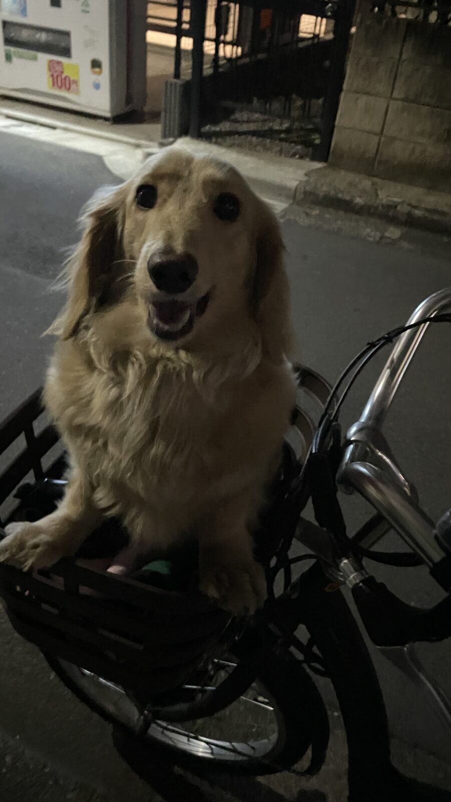 🐶お散歩できたよ👍