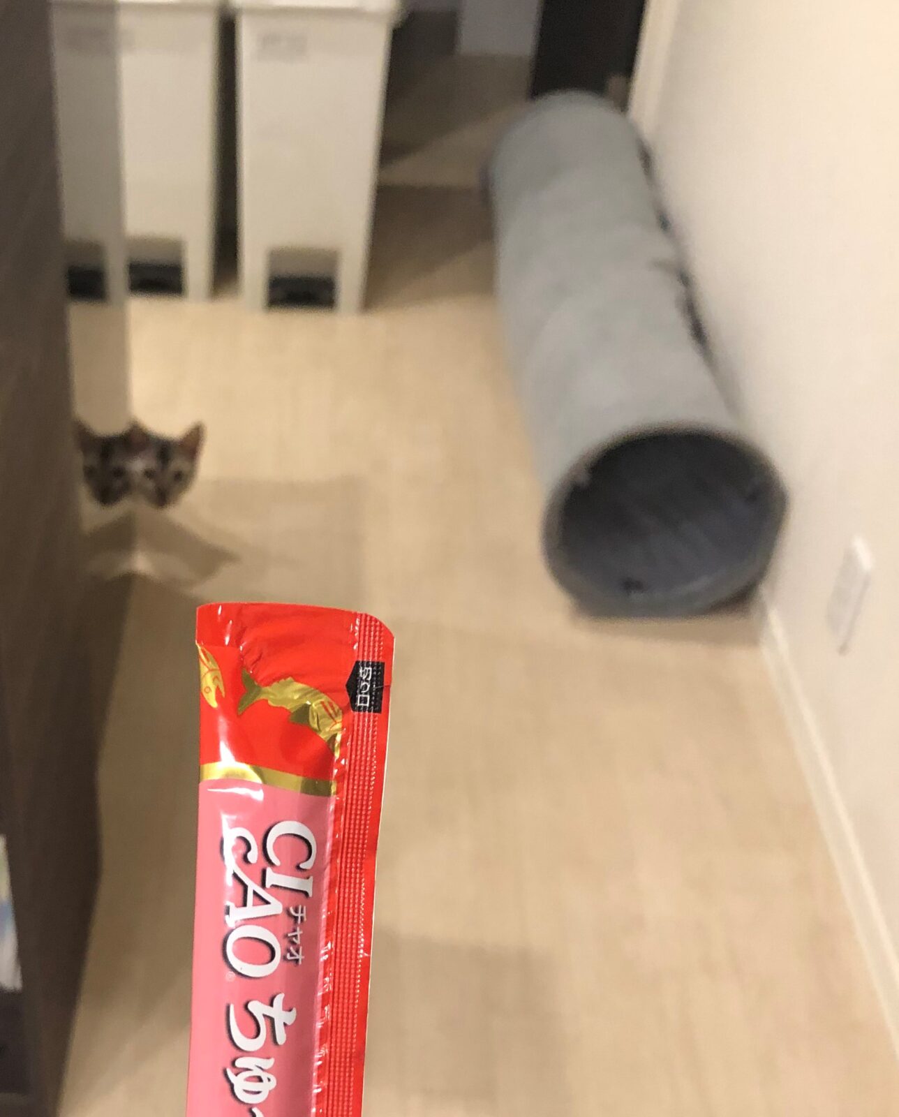 朝倉市 モカちゃんのお世話２日目