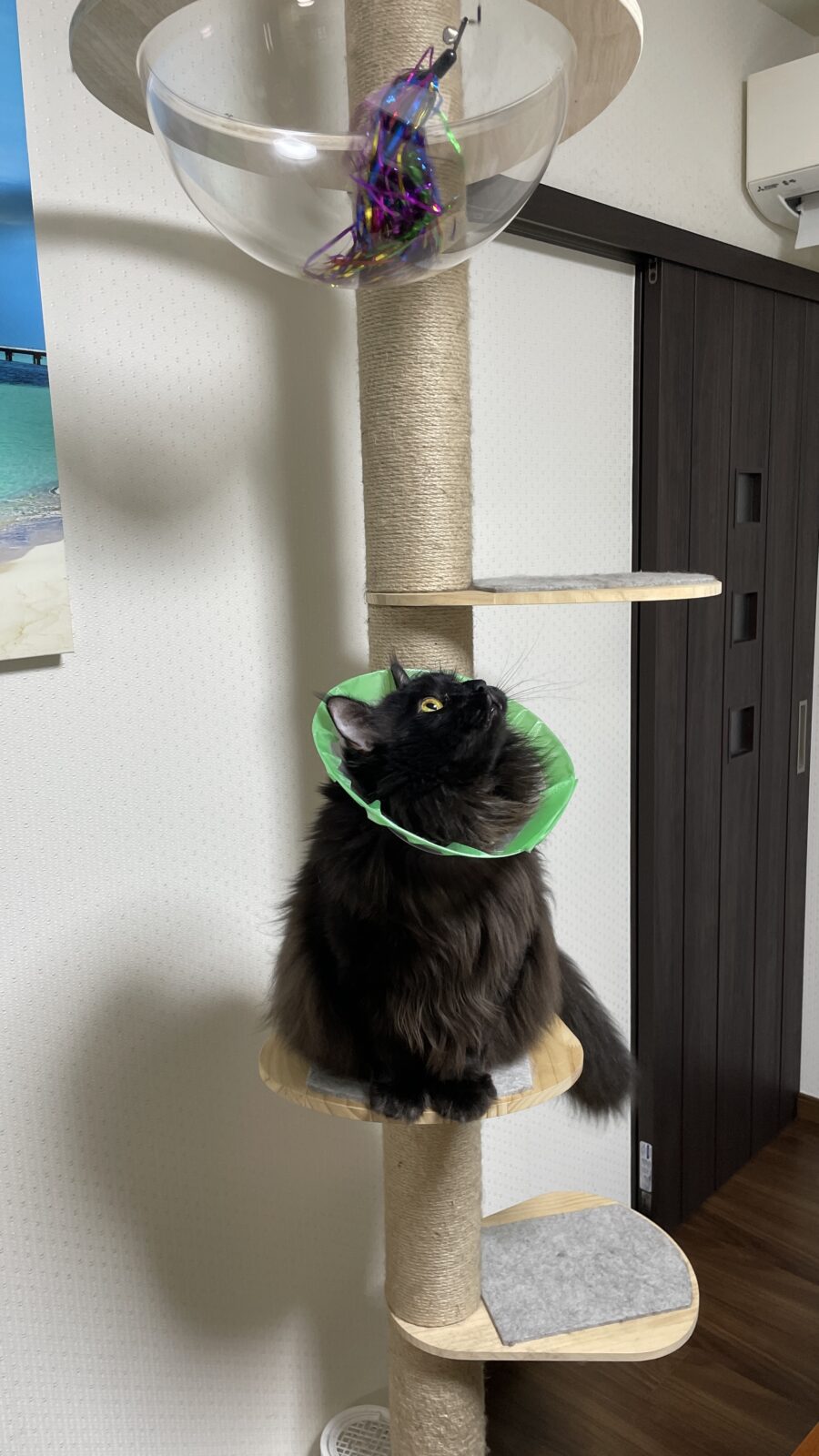 🐱エリザベスカラー🥲