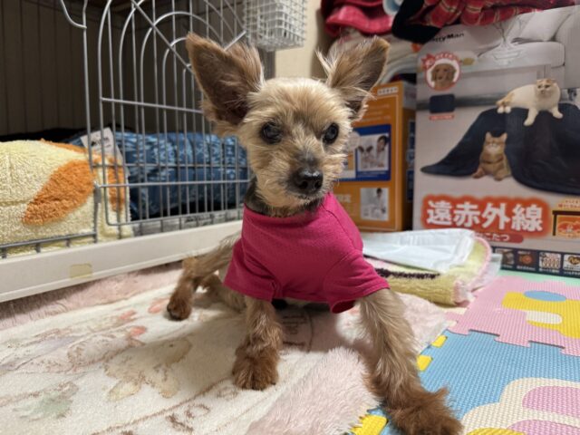 【習志野市・猫】しいちゃんとまいちゃんのお世話報告