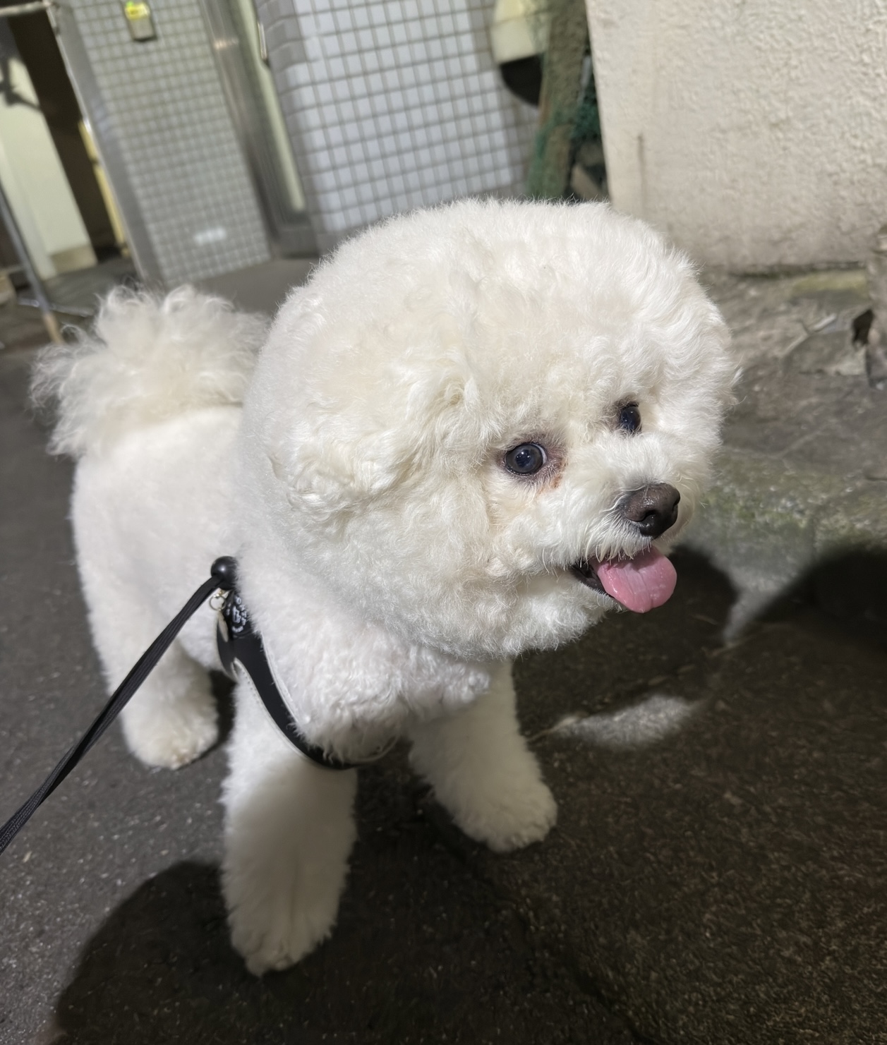 中央区 こむぎちゃん