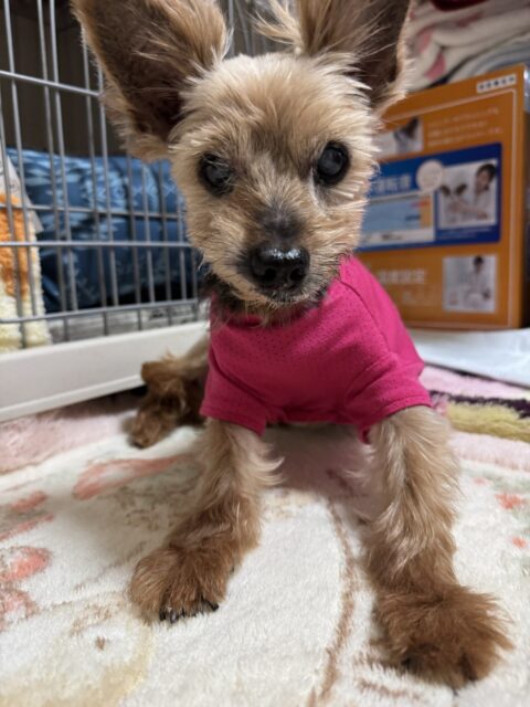 【犬の介護】ハッピーくんのお世話の様子