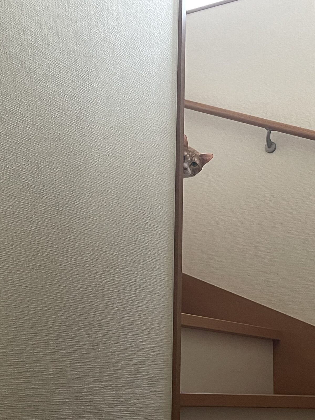 【習志野市】ちゃいちゃんのお世話報告