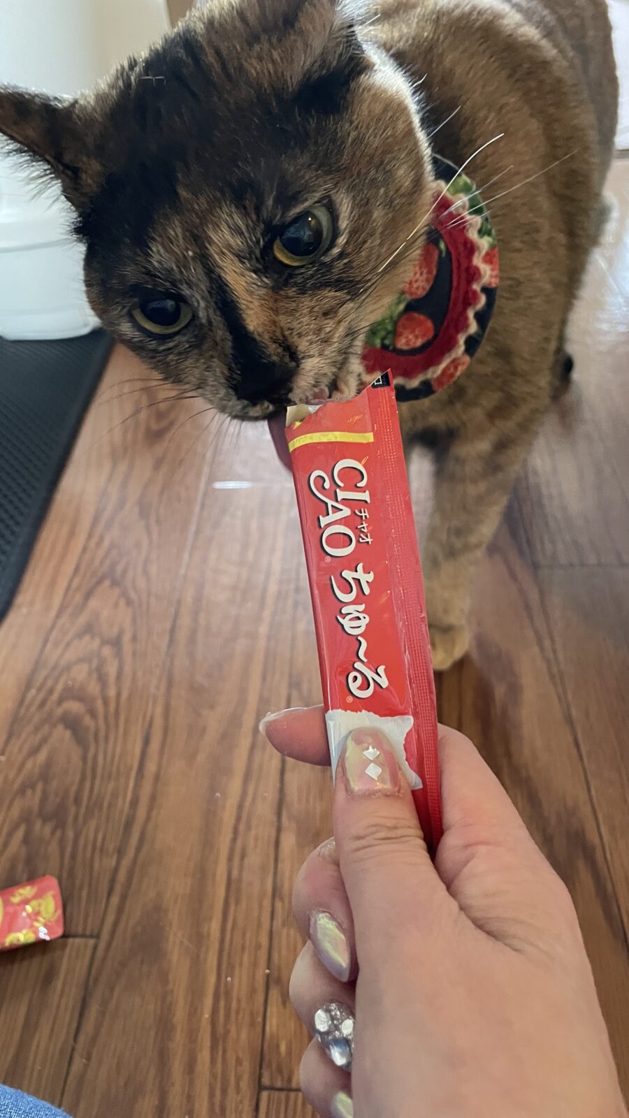 🐱初めましてのお友達🐱