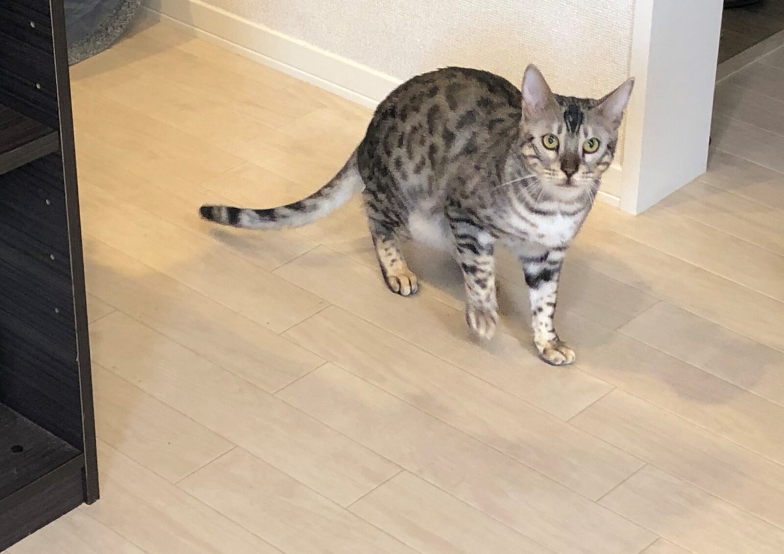 太宰府市 MIX犬 ココちゃん、クーちゃんのお世話