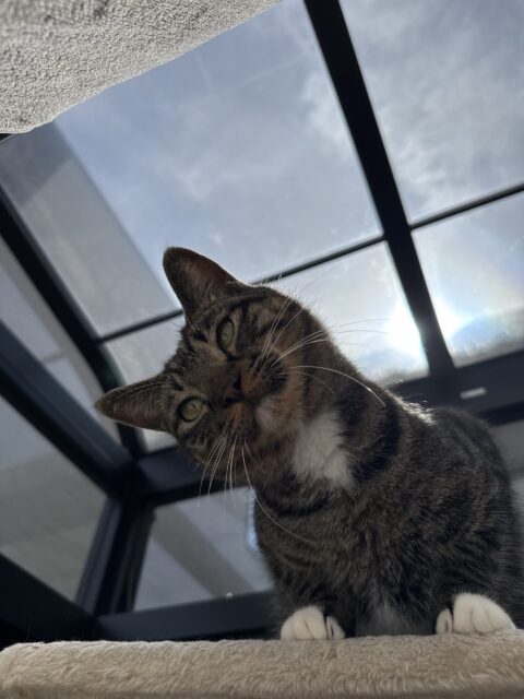 【ペットシッター 八王子】パールちゃん達のお世話の様子