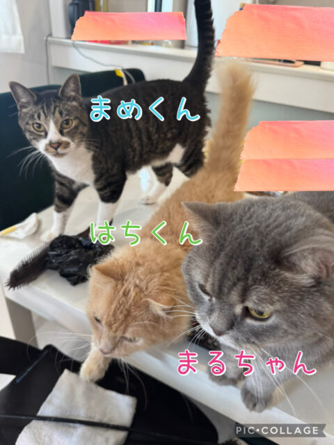 習志野市　まるちゃん・まめくん・はちくんのお世話