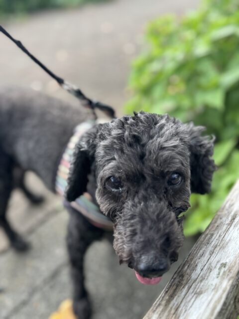 【犬のお散歩代行】そらちゃんのお散歩の様子