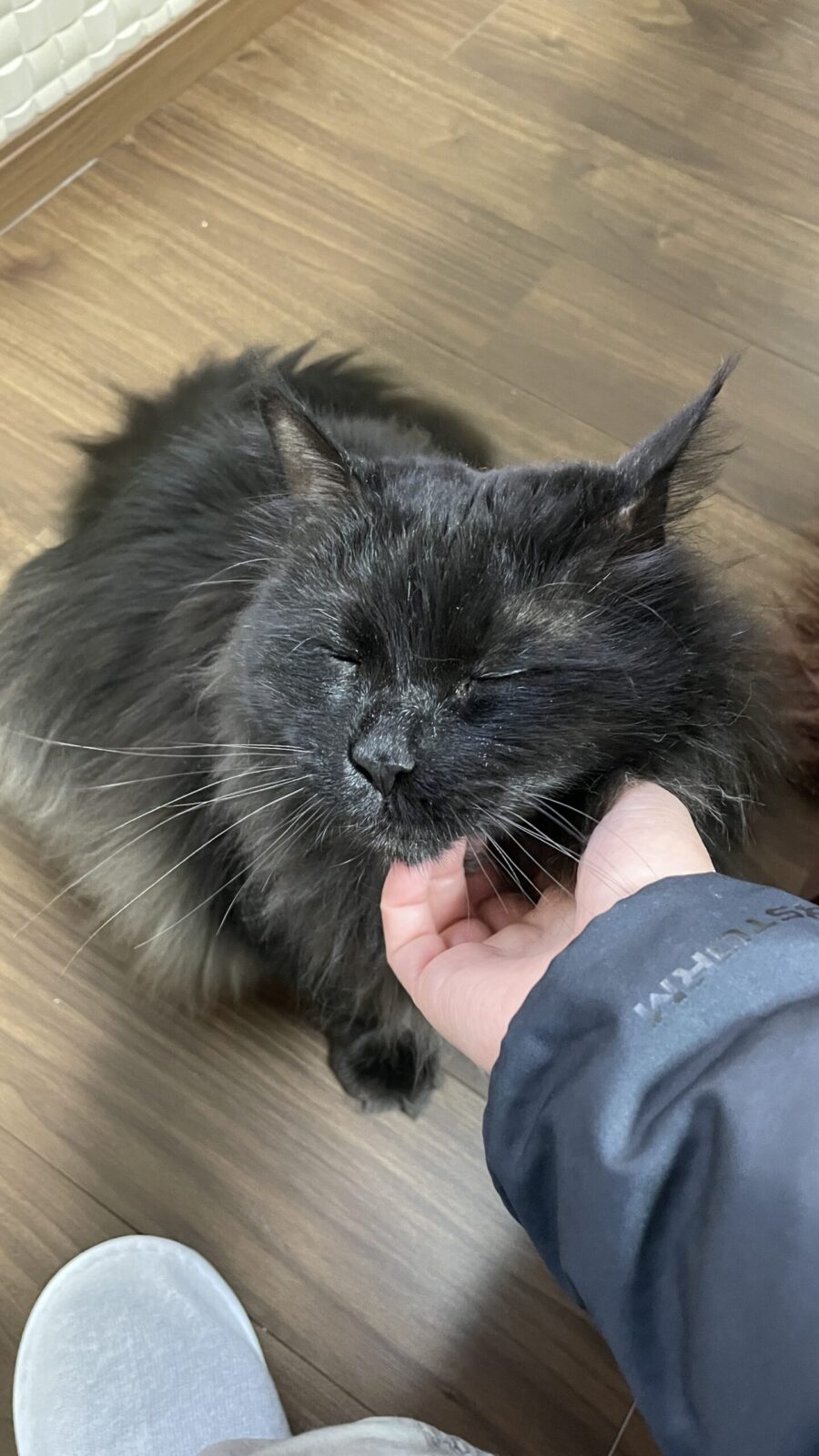 😺三角お耳&まん丸目☺️