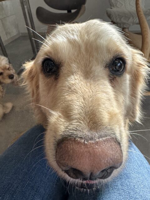 【犬のペットシッター】ムギちゃん達のお世話の様子