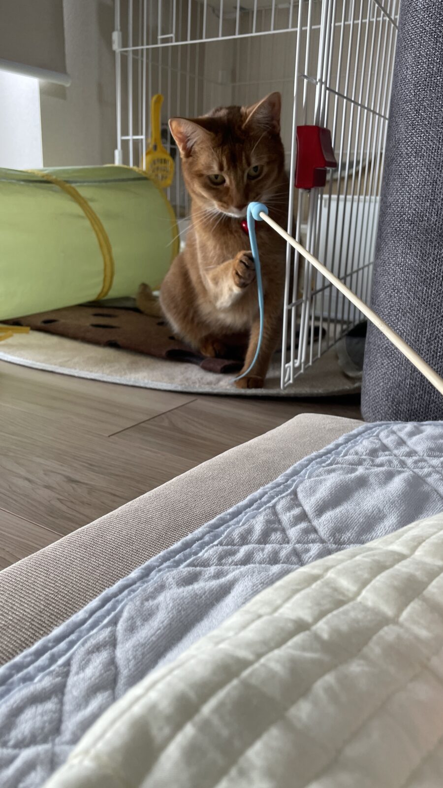 😺ひも怖い😅