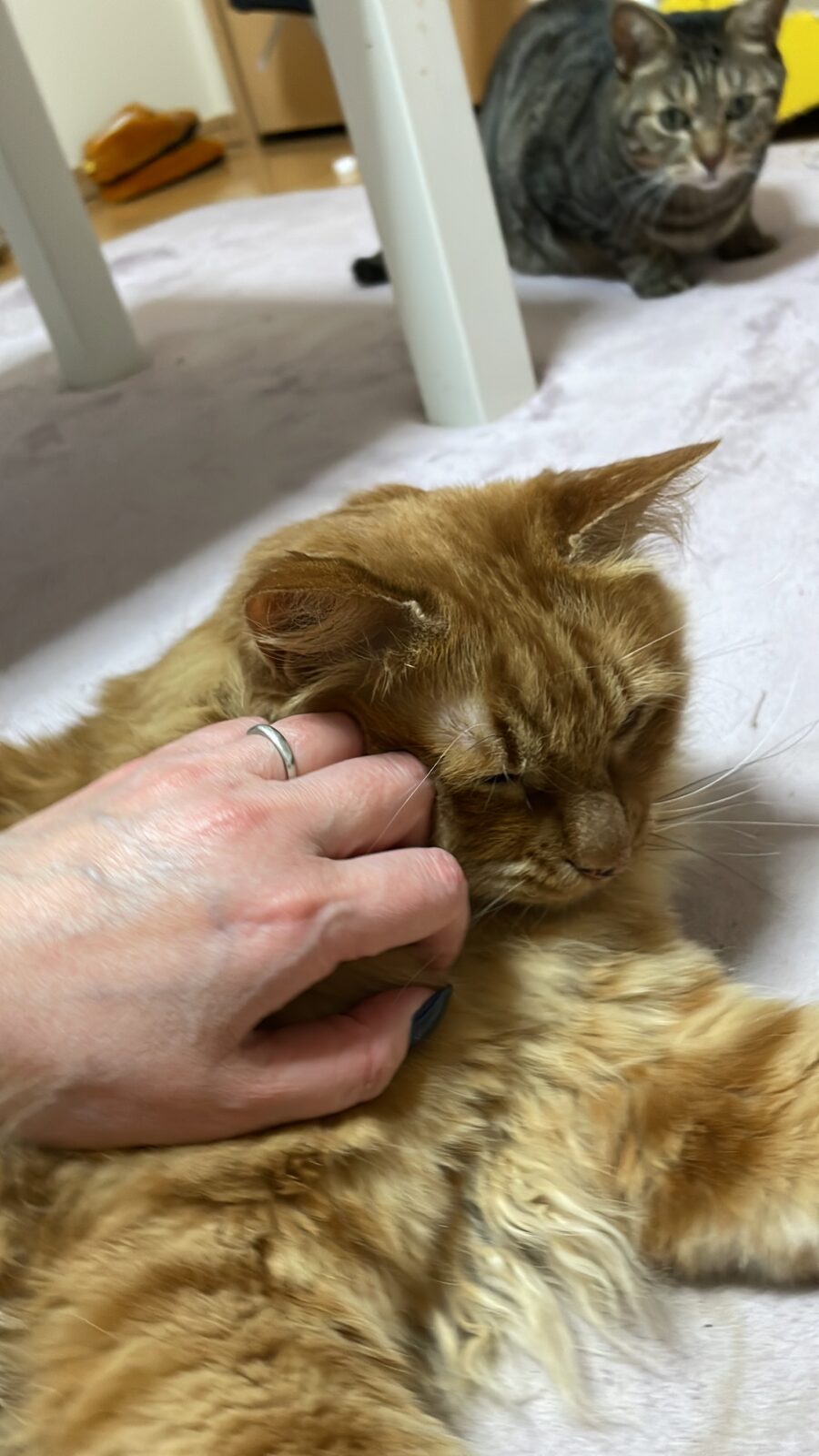 🐱初めましてのお友達🐱