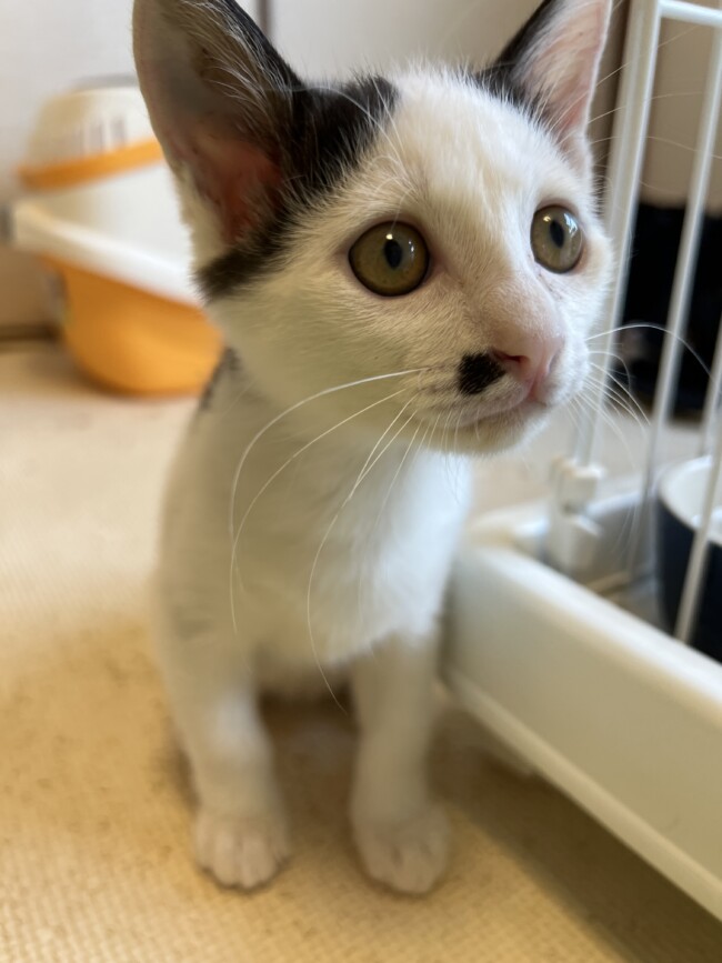 ペットホテル　猫　きみまろくん