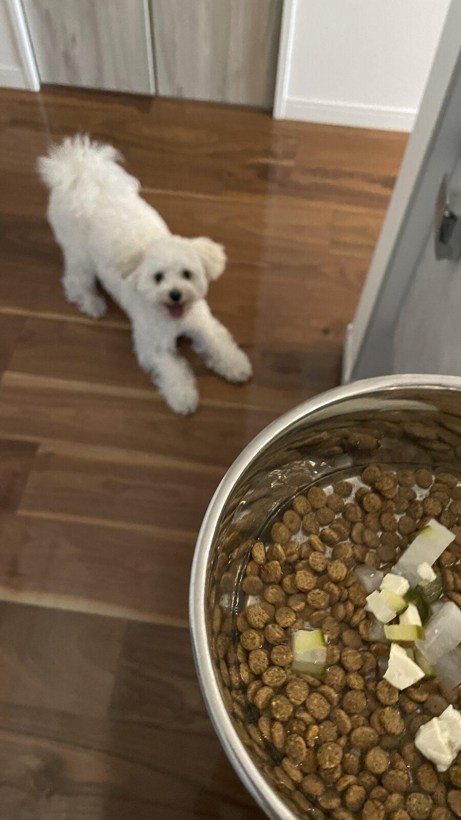 猫カフェいろいろ