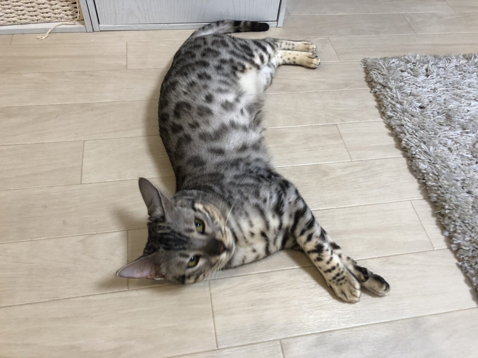 伊勢原市　とんかつくん　お世話４日目