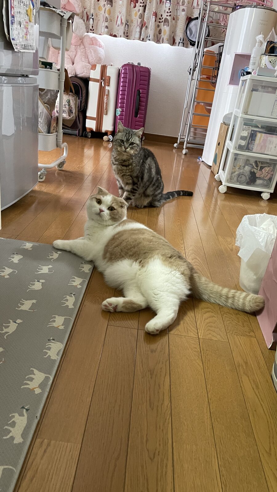 🐱ディズニーニャンズ🐱