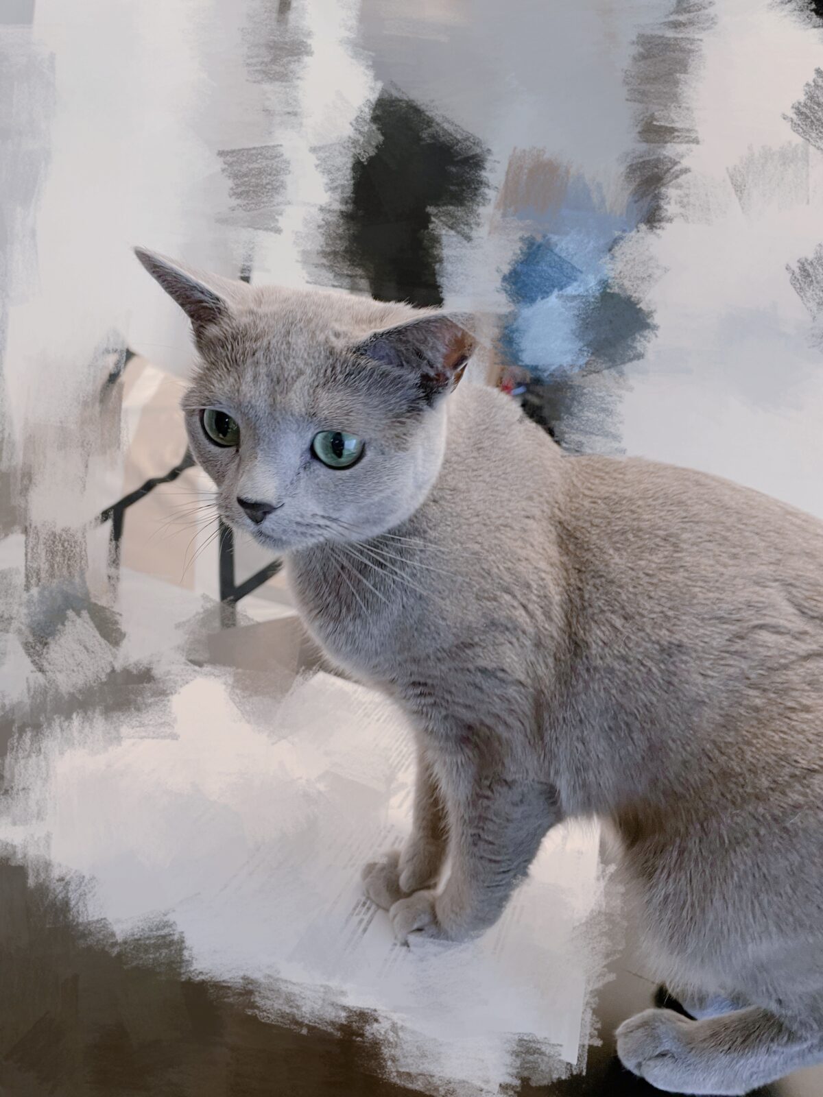 京都市 右京区 ロシアンブルーちゃん