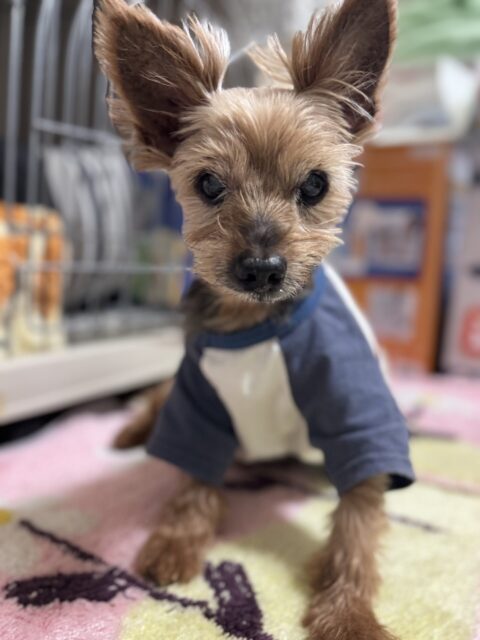 【犬の介護】ハッピーくんのお世話の様子