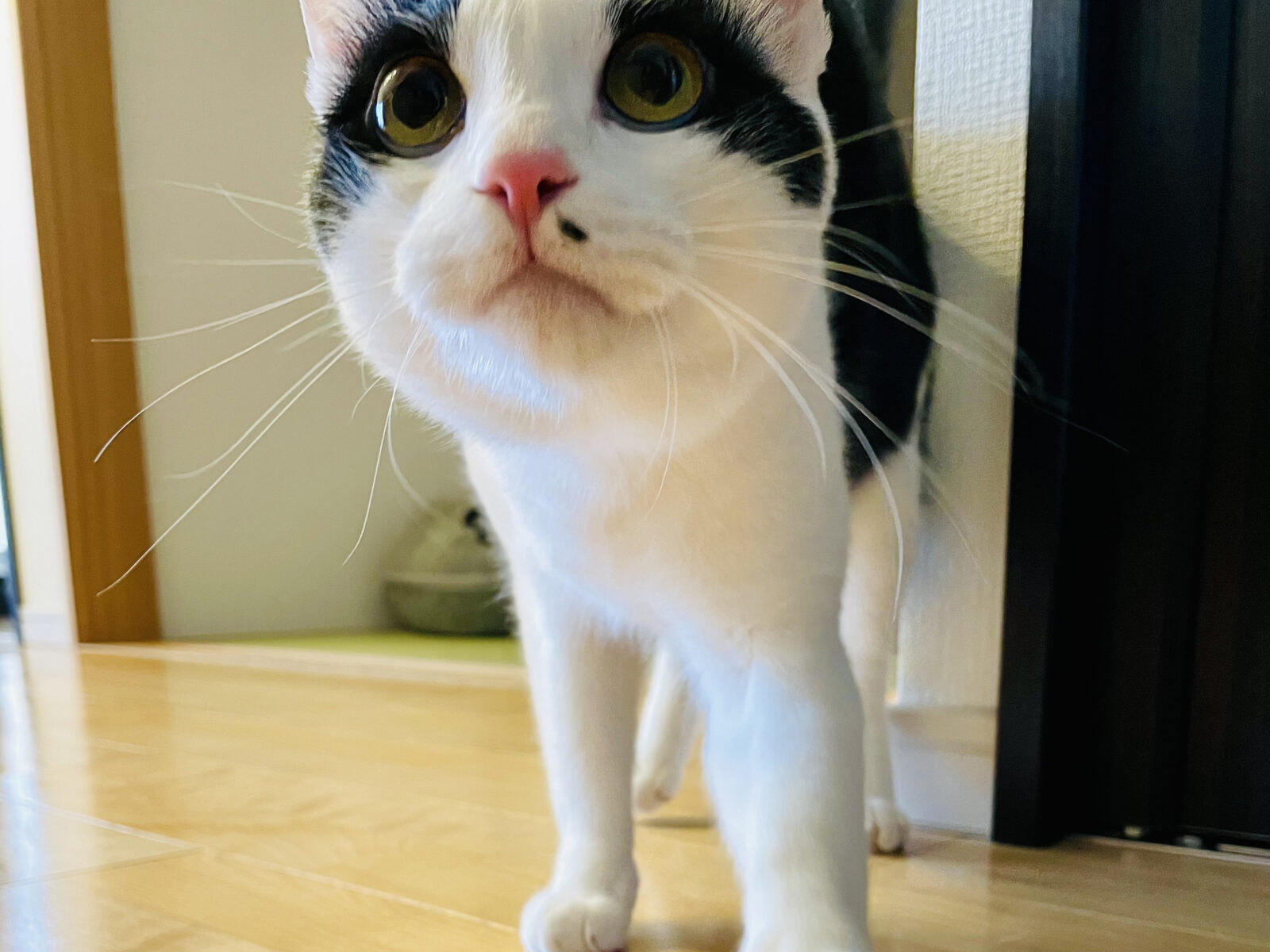 京都市 右京区 白黒猫のハチワレくん