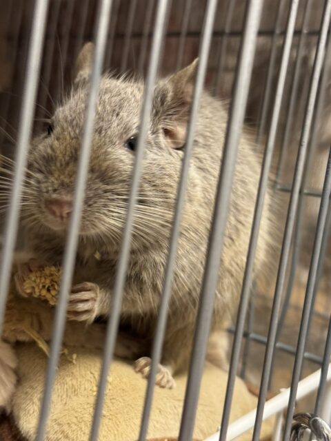 【小動物 ペットシッター】みかんちゃんたちのお世話の様子