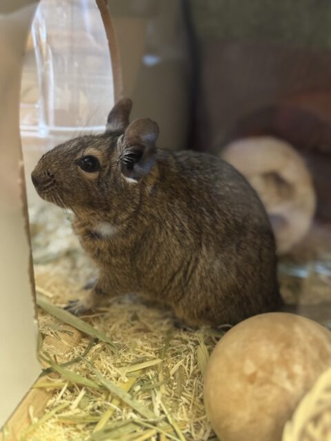 【船橋市・犬】コタロウくん、ハルくん、ムギくん、モカちゃんのお世話報告