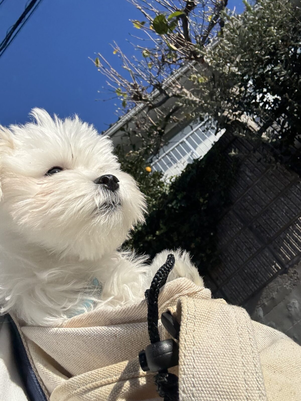 千葉市　ねむくんのお世話　パピー