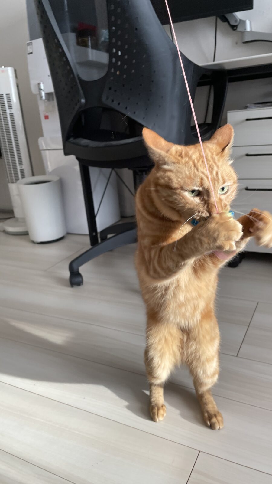 😺新しいお友達✨