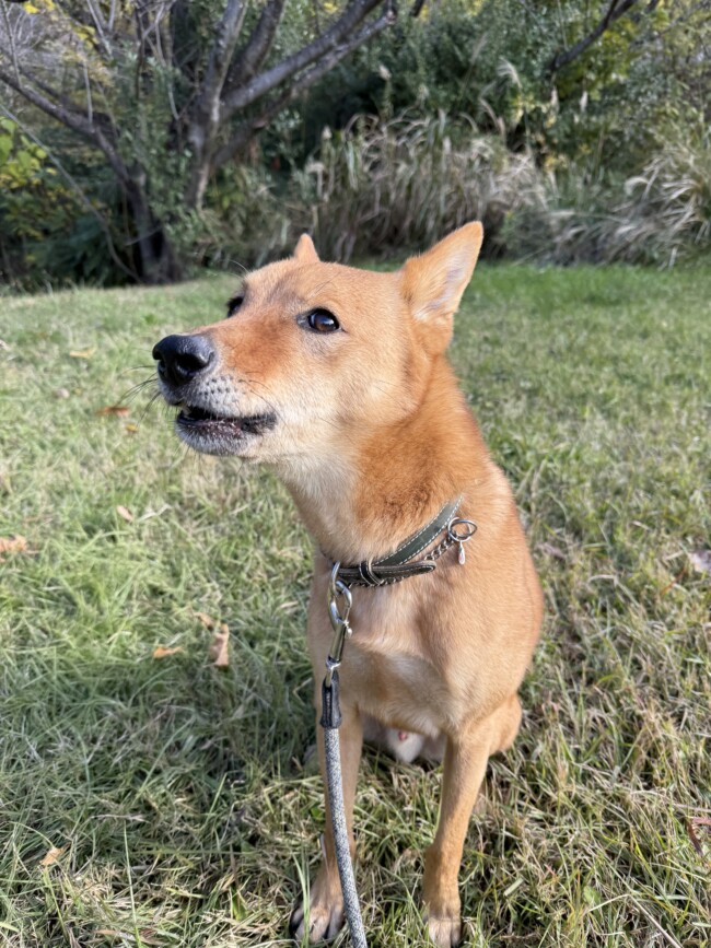 お散歩代行　吹田市　犬のダリくん