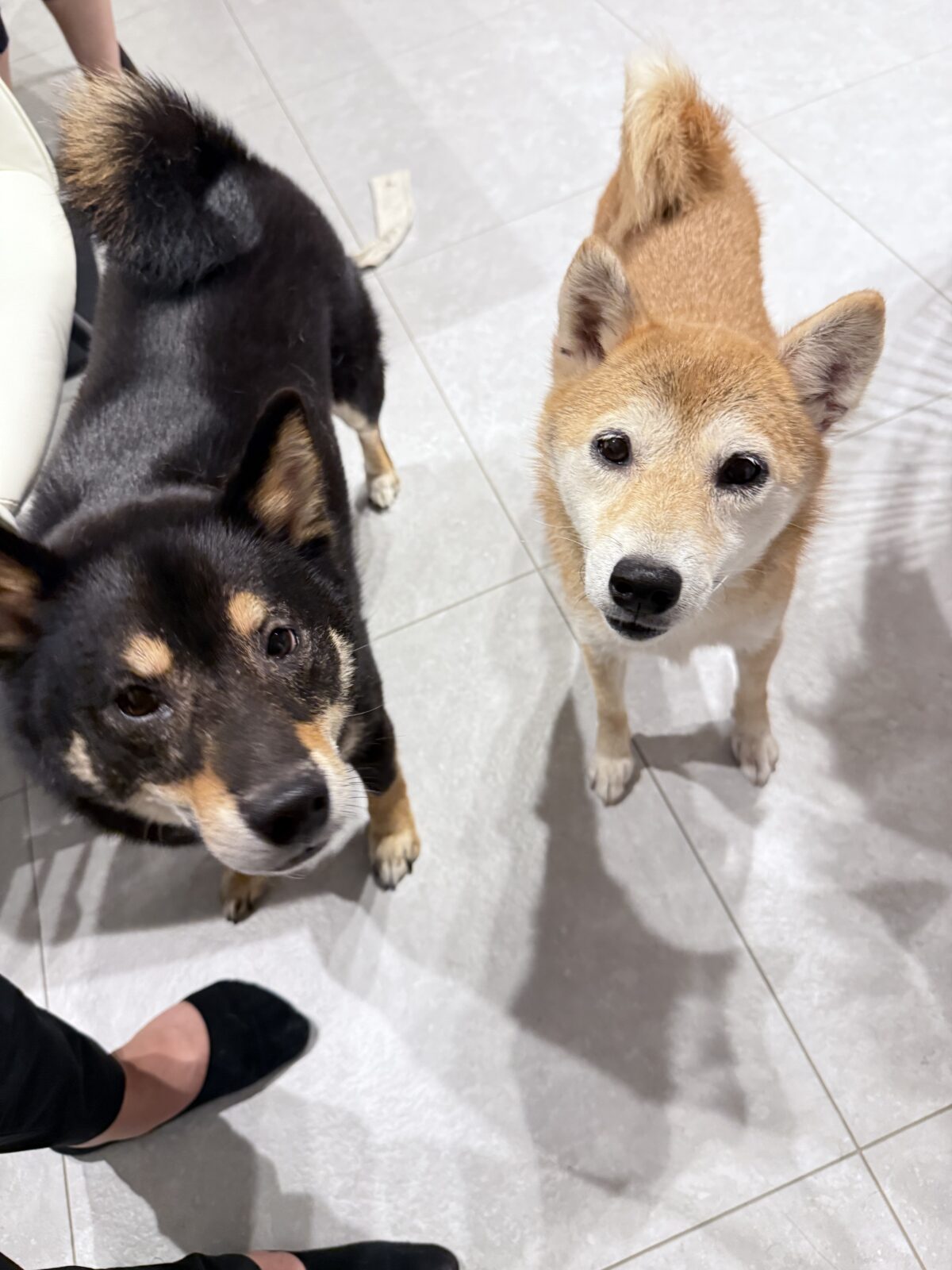 白金🦮ごももちゃん♡ごまくん