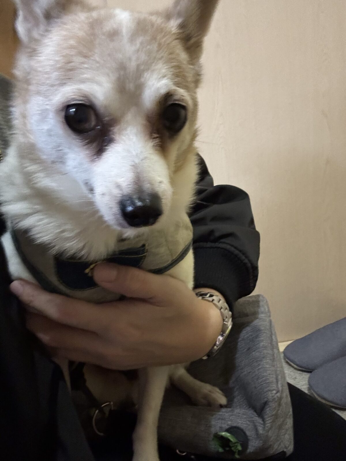 船橋市　エイト君のお世話