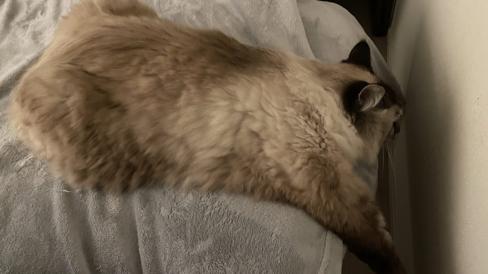 🐱撫で撫でして💞