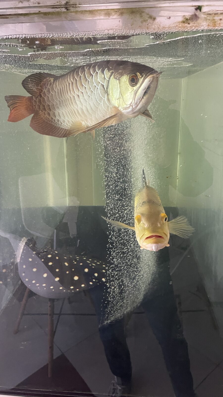 ✨初めましてのお友達🐠🐡🐟✨